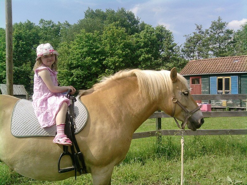 Kind reitet auf dem Haflinger über die Wiese