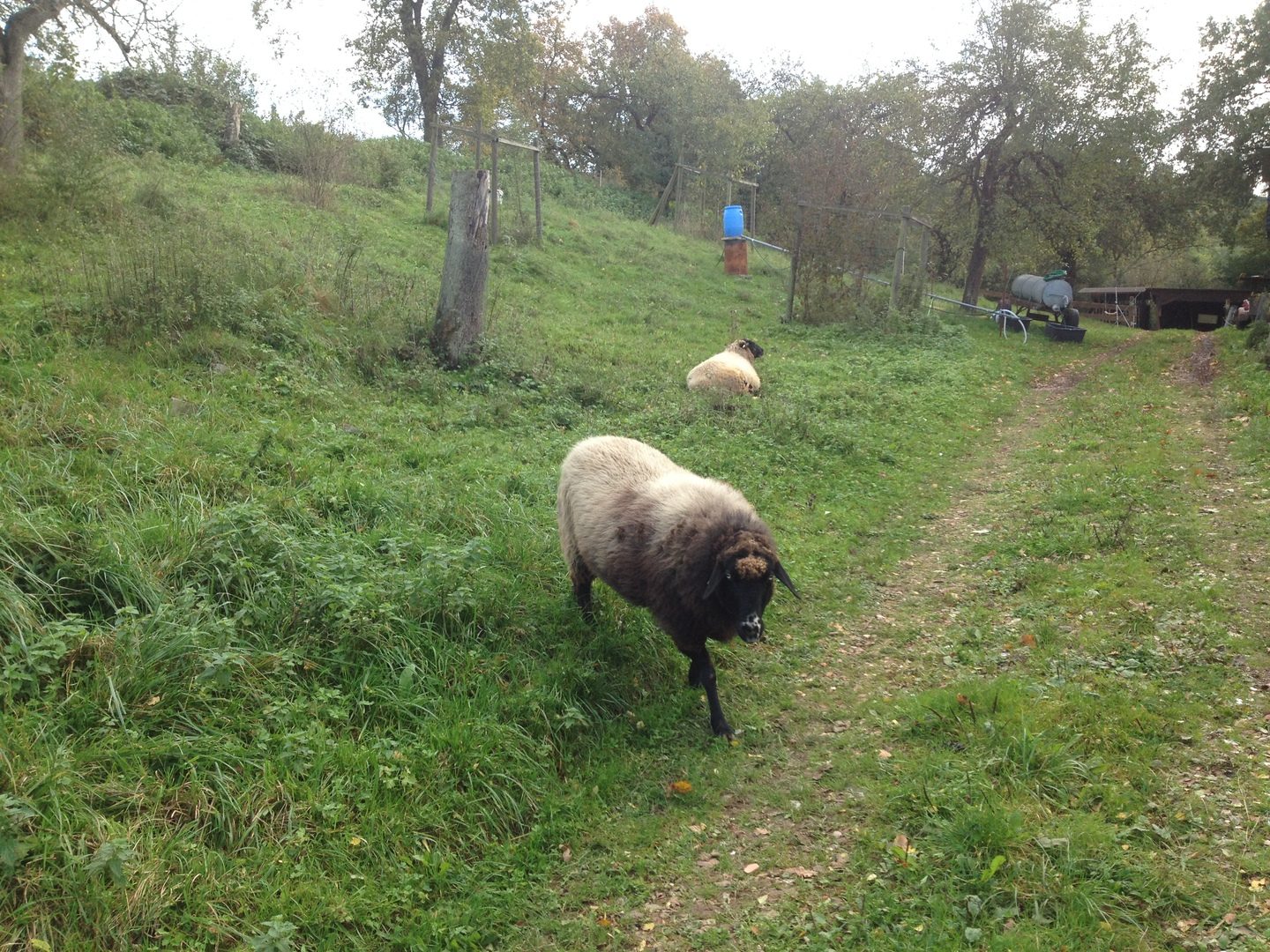 Schaf auf der Weide