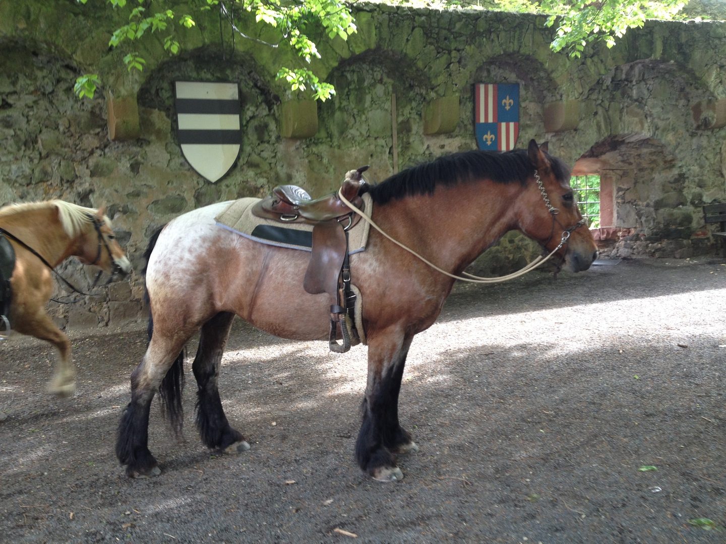 Gesatteltes Pferd auf der Sonnenwiese