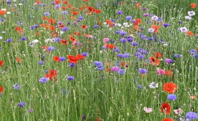 Unsere Blumenwiese
