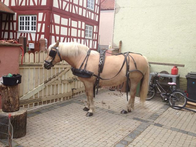 Bei den Vorbereitungen zu Kutschfahrt ist sie ganz lieb