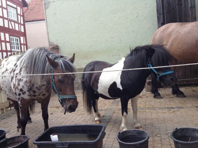 Cheyenne, früheres Vereinspferd