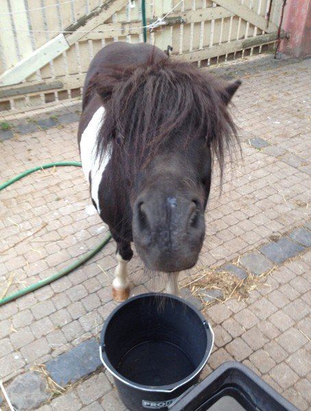 Cheyenne, früheres Vereinspferd