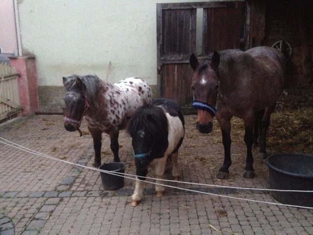 Hört er Futter rascheln ist er sofort da ;)