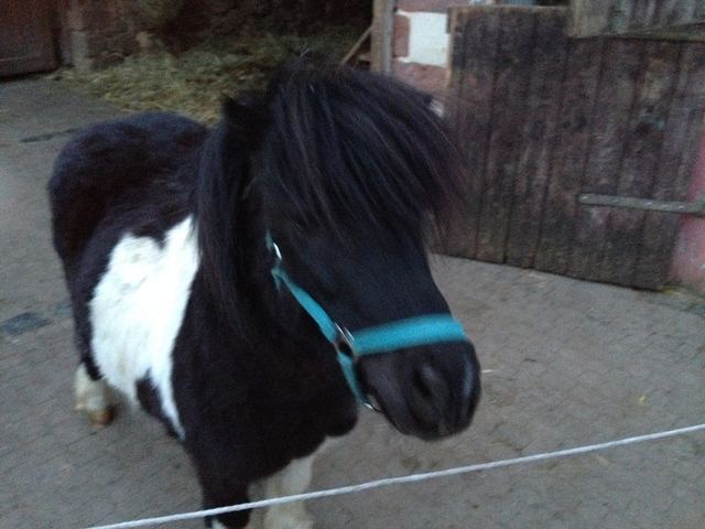 Cheyenne, früheres Vereinspferd