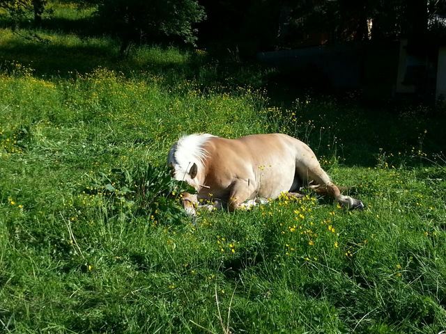Balba spielt verstecken
