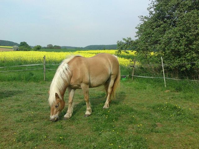 Eine frische Koppel findet Balba gut