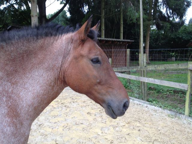 Jacky kann auch ohne Halfter "Tanzen"