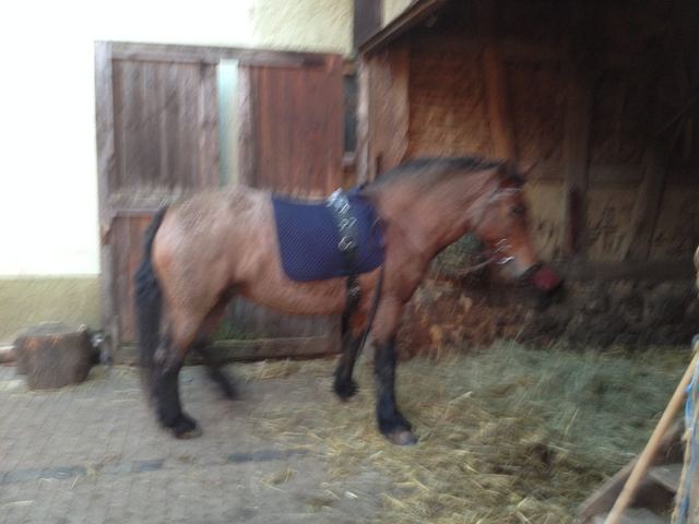 Für mehr Kontakt sorgt das reiten ohne Sattel oder mit Longiergurt