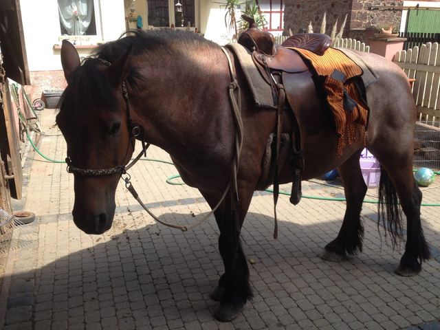 Jacky gibt ein tolles Wanderreitpferd ab