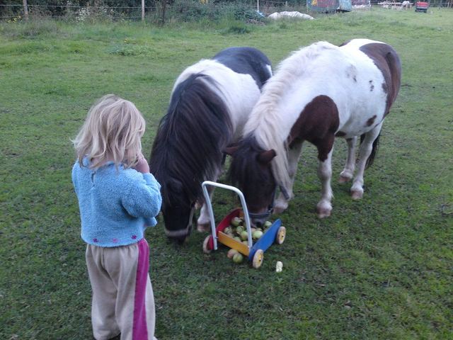 Über frische Äpfel freut sich jedes Pony