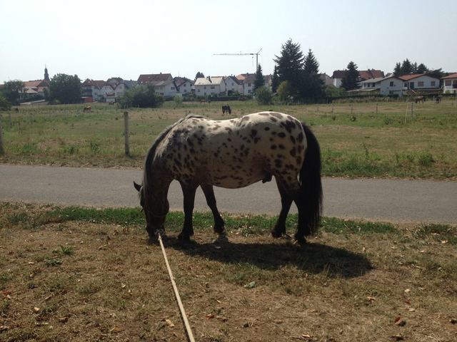 Beim Spaziergang...