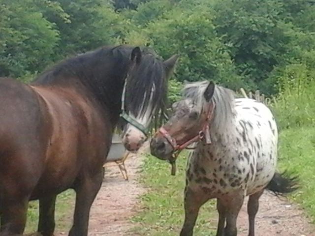 Ponyreiten am Katzengraben