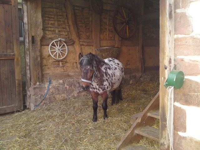Im Stall kann er auch mal allein bleiben