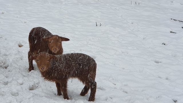 Lamm im Schnee