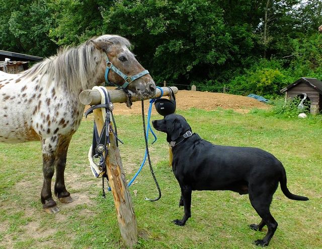 Pferd und Hund – beste Freunde