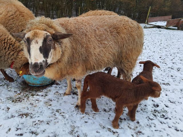 Momo mit ihren Lämmern im Schnee