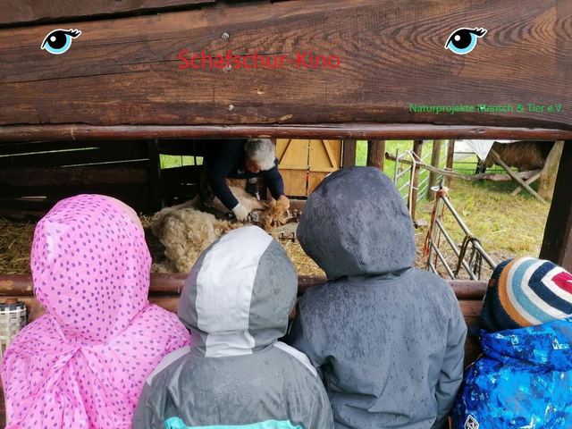 Schafskino: Zuschauen bei der Schur