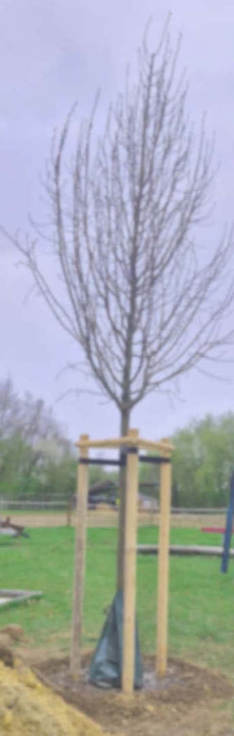 Hurra, die Linde steht!